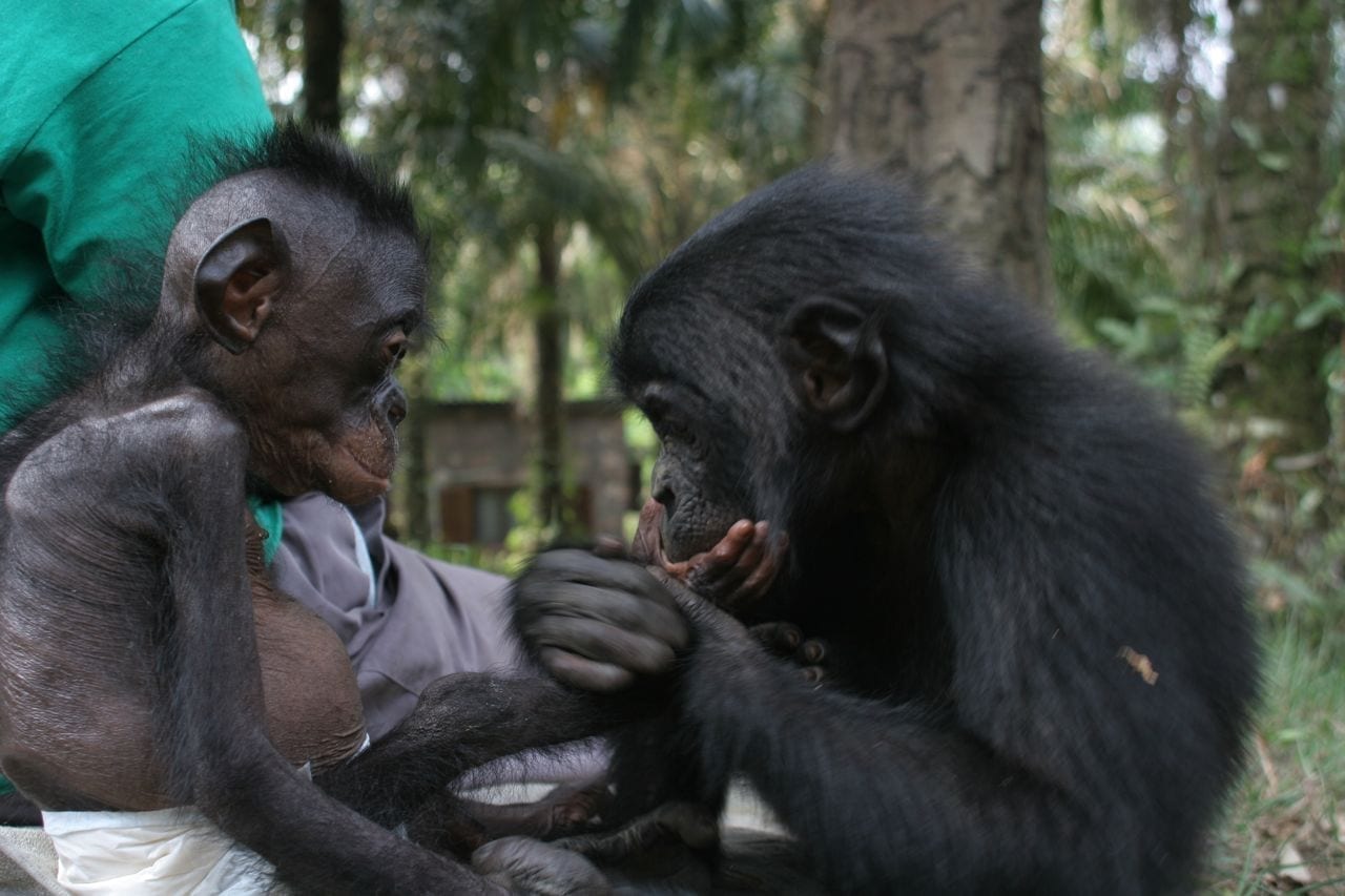Lola ya Bonobo (