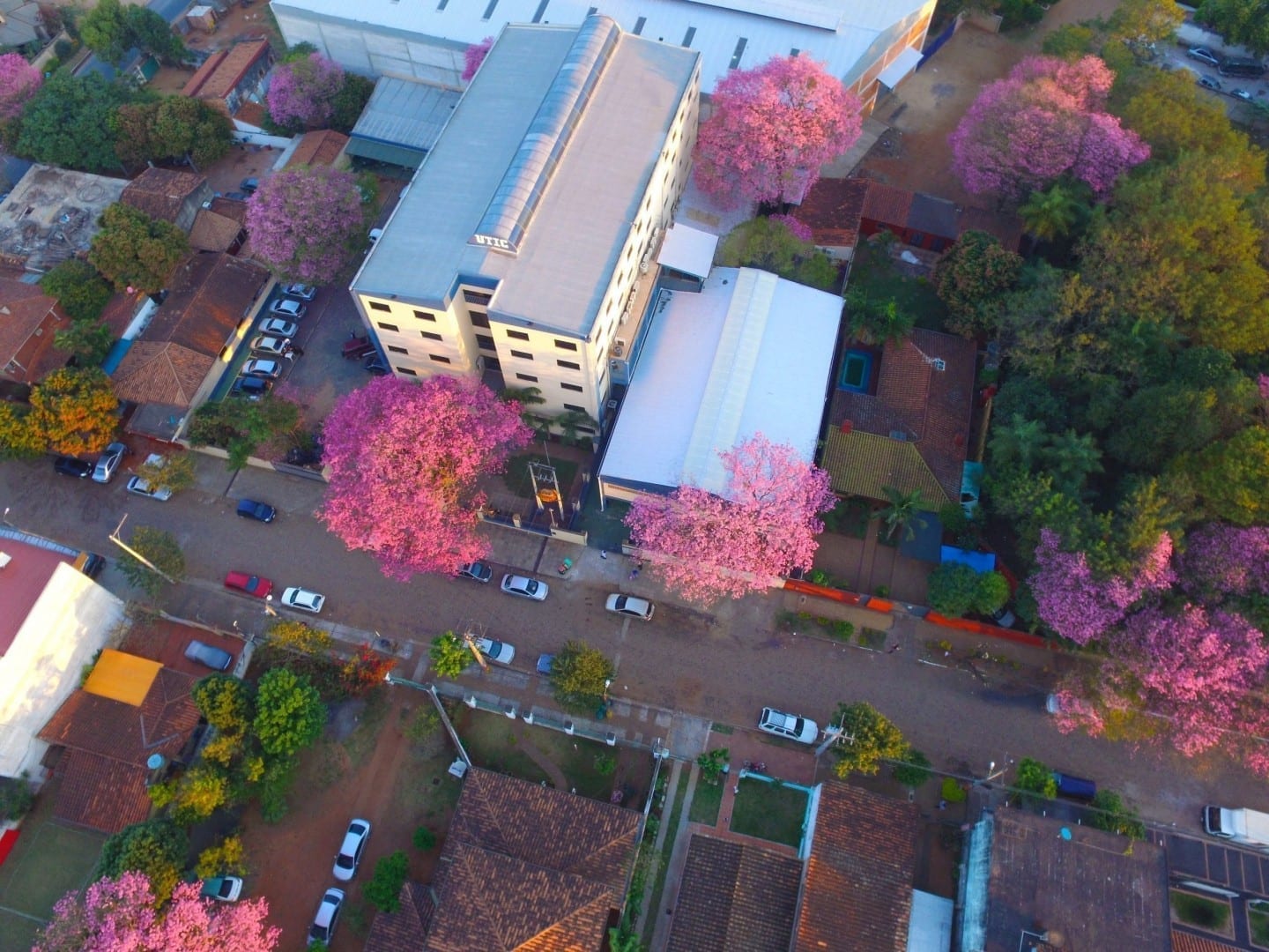Los árboles de lapacho rosa en flor Paraguay