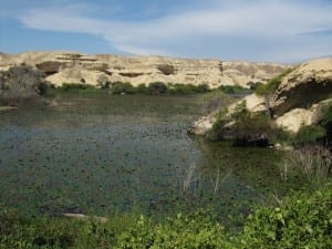 Oasis en el desierto de Namib en el sur de Angola Angola