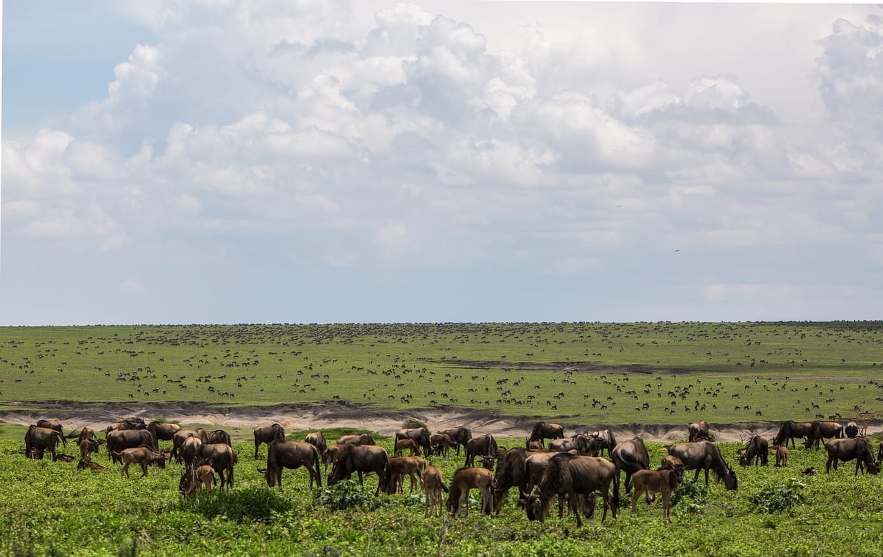 área De Conservación De Ngorongoro Fauna Tanzania