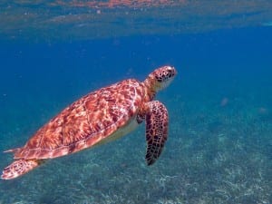 Tortuga Belice Océano