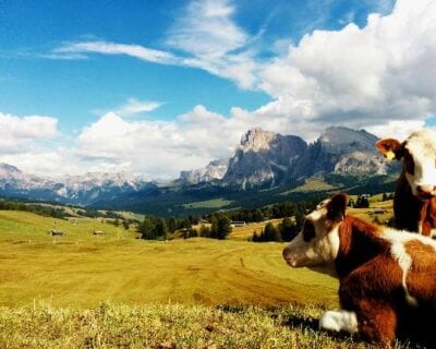 Alpe di Suise Italia