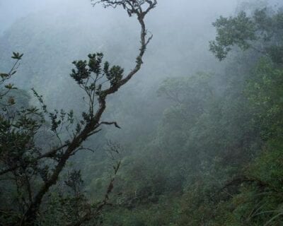 (3.) Brinchang Malasia