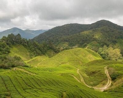 (1.) Brinchang Malasia