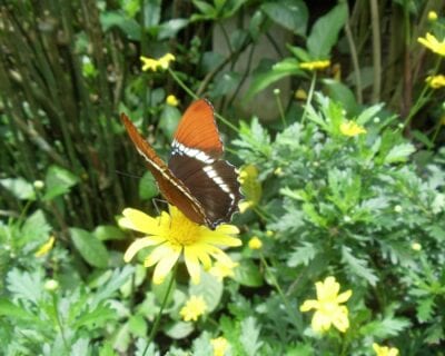 (2.) Calarca Colombia