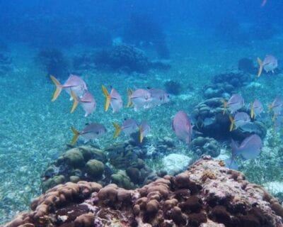(3.) Caye Caulker Belice