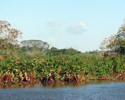 Caño Negro Costa Rica