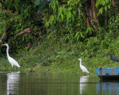 Caño Negro Costa Rica