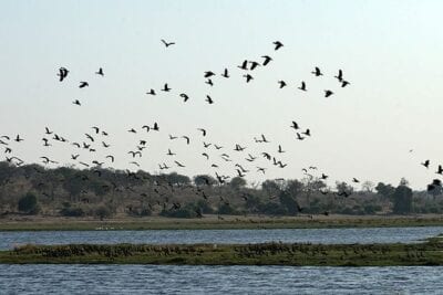 Chobe National Park Botswana