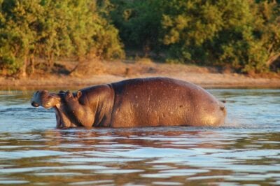 Chobe National Park Botswana