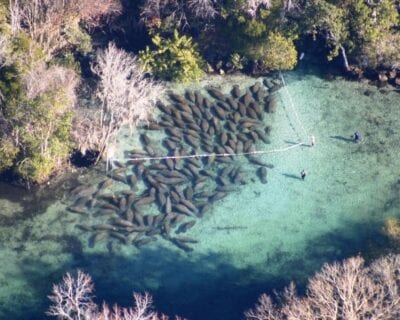 Crystal River FL Estados Unidos