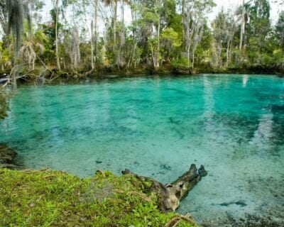 Crystal River FL Estados Unidos