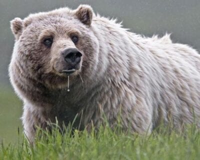 Denali National Park AK Estados Unidos