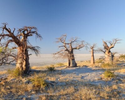 Ghanzi Botswana