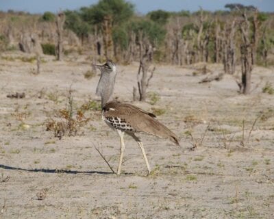 Ghanzi Botswana