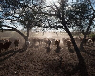 Gobabis Namibia