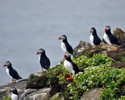 Grímsey Islandia