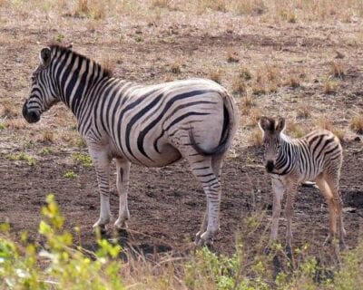 Hluhluwe National Park República de Sudáfrica