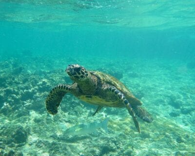 (3.) Isla Félicité Seychelles
