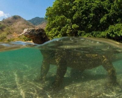 Isla Komodo Indonesia