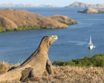 Isla Komodo Indonesia