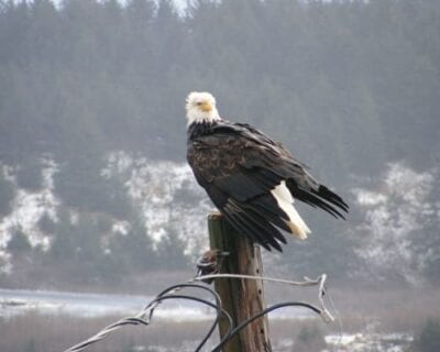 Kodiak (Alaska) Estados Unidos