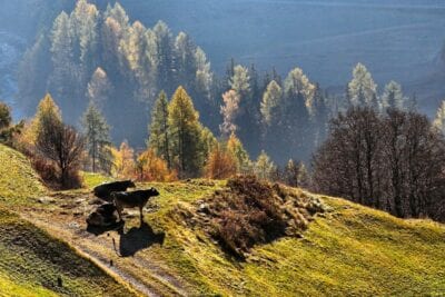 Les Coches Francia