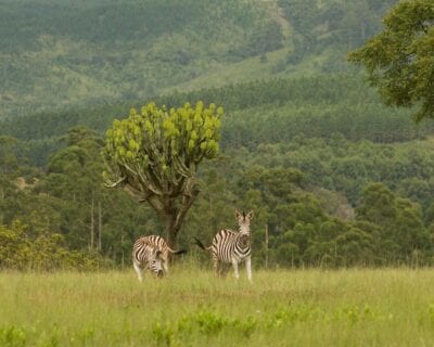 Lobamba Suazilandia