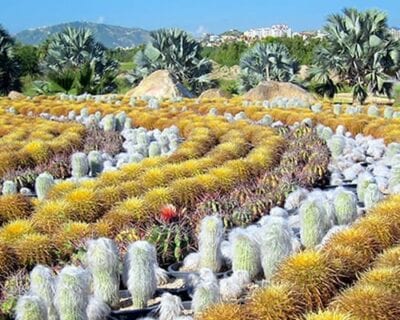 (2.) Los Cabos México