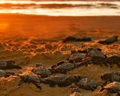 (4.) Los Cabos México