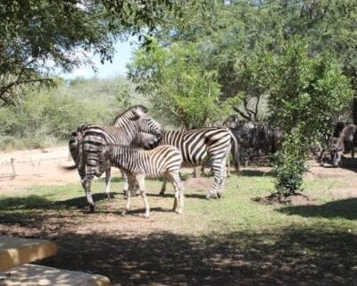 Marloth Park República de Sudáfrica