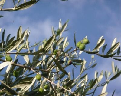 (1.) Melpignano Italia