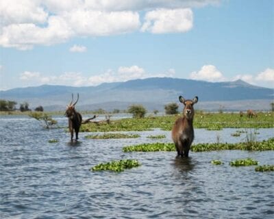 Naivasha Kenia