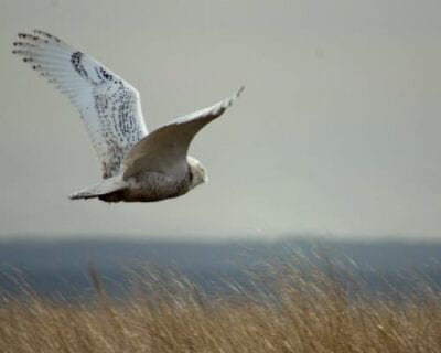 (1.) Ocean Shores WA Estados Unidos