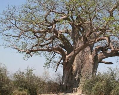 Parque nacional de Khaudom Namibia