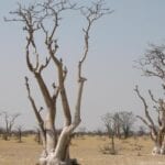 Parque nacional de Khaudom Namibia