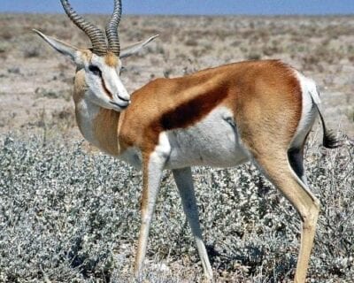 Parque nacional de Khaudom Namibia