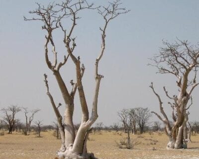 Parque nacional de Khaudom Namibia