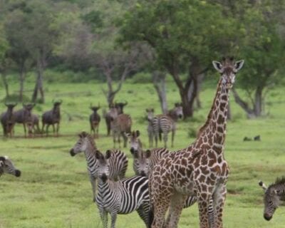 (3.) Parque nacional de Saelous Tanzania
