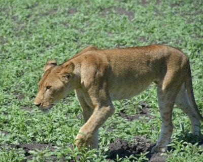 (1.) Parque nacional de Saelous Tanzania