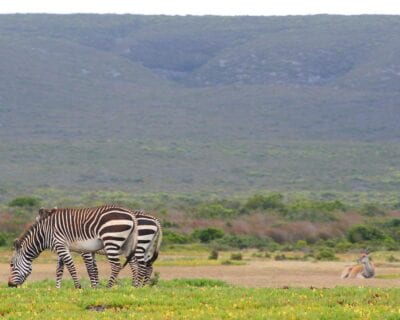 Reserva Natural De Hoop República de Sudáfrica