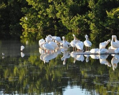 Sanibel Island FL Estados Unidos