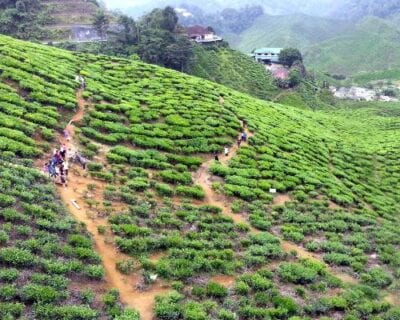 (2.) Tanah Rata Malasia