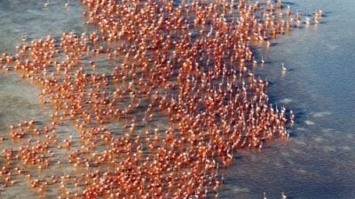 (1.) Celestún México