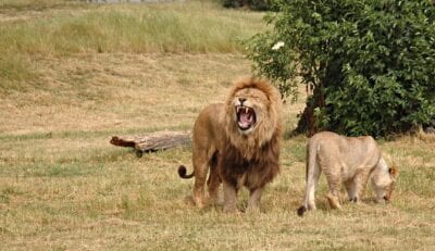 Gorongosa Mozambique