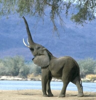 Gorongosa Mozambique