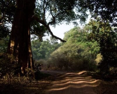 (5.) Lago Manyara Tanzania