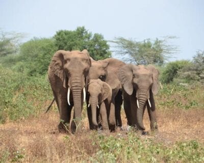 (1.) Lago Manyara Tanzania