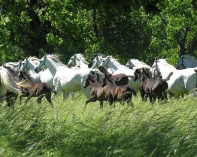 (2.) Lipica Eslovenia