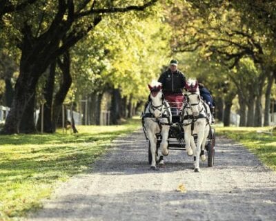 (3.) Lipica Eslovenia